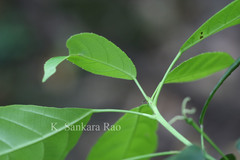 Cleidion spiciflorum